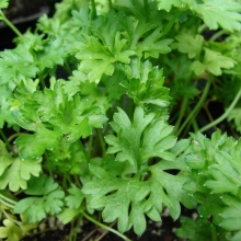 Петрушка Гусиные лапки (листовая)