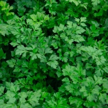 Петрушка Сударыня листовая