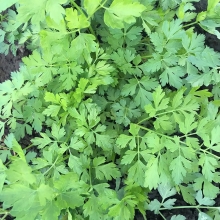 Петрушка Пучковая листовая