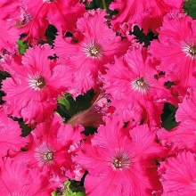 Петуния Афродита F1 Розовая