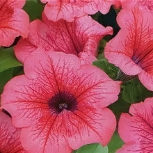 Петуния Бархатный вельвет F1