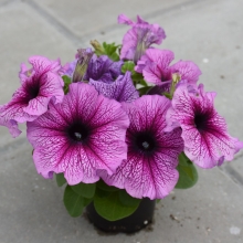 Петуния Дэдди Орхид
