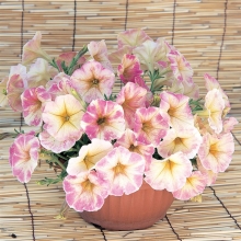 Петуния Дольче Рим F1