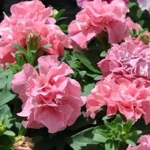 Петуния Дуо Розовый сатин F1