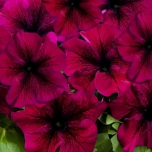 Петуния Фалкон Бургунди F1