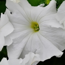 Петуния Фалкон Вайт F1