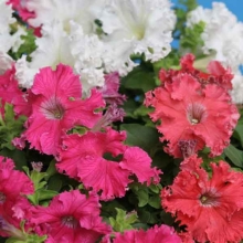 Петуния Фриллитуния Формула Микс