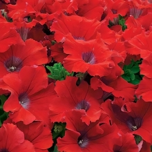 Петуния Пендолино F1 Скарлет (Семена Профи)