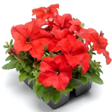 Петуния Игл красная F1