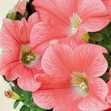 Петуния Игл Персиковая F1