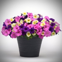 Петуния Изи Вейв F1 Сандра (Семена Профи)