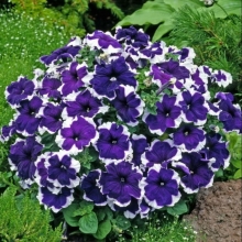 Петуния Калиффо синяя F1