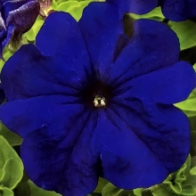 Петуния Канон Темно-синяя F1
