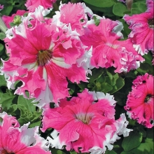 Петуния Каркулка F1