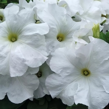 Петуния Лимбо F1 Белая