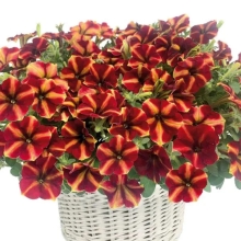 Петуния Май Джой Еллоу Бронз Ред