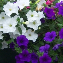 Петуния Надежда