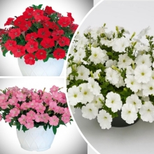 Петуния Пендолино Микс F1 (Pendolino Mix) (большой пакет)