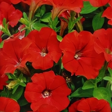 Петуния Суперкаскадная F1 Красная