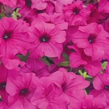 Петуния Суперкаскадная F1 Розовая