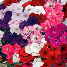 Петуния Водопадия F1 смесь