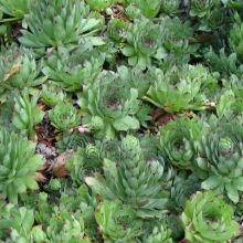 Молодило кровельное