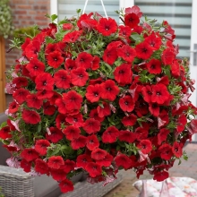 Петуния Пикколино мини F1 Красная