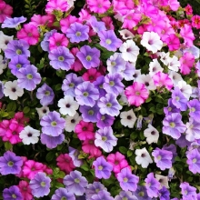 Петуния Пикколино мини F1 смесь сортов