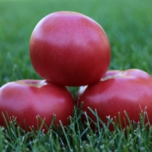 Томат Пинк Ностальжи F1