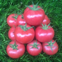Томат Пинк парадайз F1 (Саката)