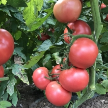 Томат Пинквин F1