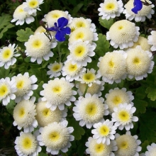 Пиретрум Карлос девичий