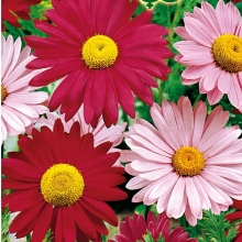 Хризантема Робинзон Крузо перистая