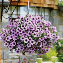 Петуния Изи Вейв F1 Плам Вейн (Семена Профи)