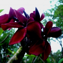 Плюмерия Черное Окно (большой пакет)