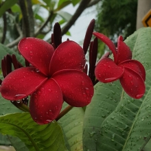 Плюмерия Красный Турмалин (большой пакет)