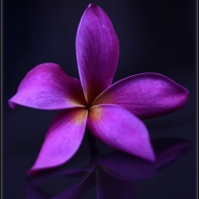 Плюмерия Сиреневый Каприз (большой пакет)