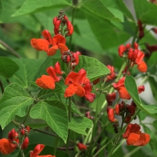 Фасоль Победитель декоративная