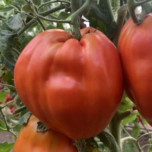 Томат Подарок тетушки Сварло