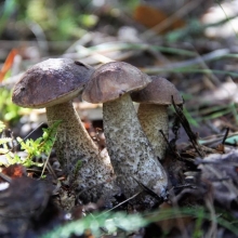 Грибы - Подберезовик на зерновом субстрате (мицелий) 15мл (большой пакет)