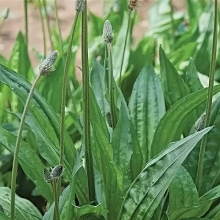 Подорожник Лекарь (ланцетолистный)