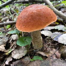 Грибы - Подосиновик на зерновом субстрате (большой пакет)