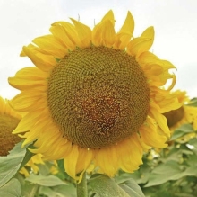 Подсолнечник Белое золото декоративный