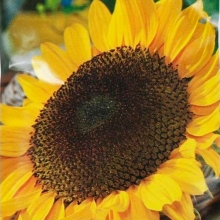 Подсолнечник Донской отборный