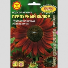 Подсолнечник Пурпурный велюр