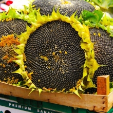 Подсолнечник Богучарец (тип Битюг)