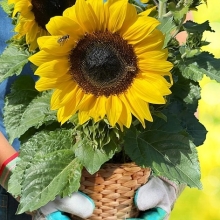 Подсолнух Мини-Макс Минима F1