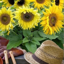 Подсолнух Мини-Макс Парвус F1