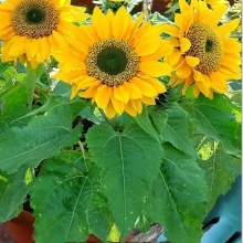 Подсолнух Мини-Макс F1 Пикколо