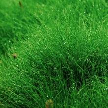 Полевица Кроми побегоносная (большой пакет)